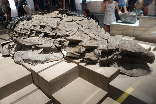Descubren fósil de dinosaurio tan impecablemente conservado que deslumbra a  los científicos | The Epoch Times en español