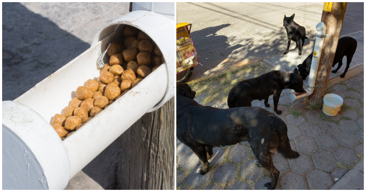 Ejecución Actualizar Observar Ciudad mexicana ayuda a sus 300.000 perros callejeros colocando ...