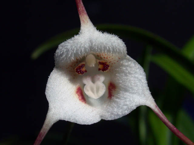 Orquídea Dragón: Una flor vistosa con la apariencia de un pequeño mono |  orquídea | The Epoch Times en español