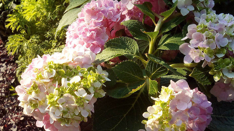 La hortensia de fresa vainilla: una dulce y hermosa flor que su jardín  necesita | Missouri | Estados Unidos | The Epoch Times en español