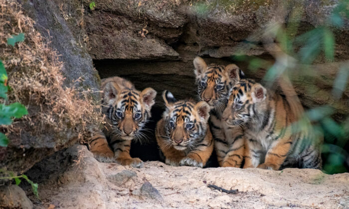 Fotógrafo captura momento en que cachorros de tigre recién nacidos salen de su cueva por primera vez | tigres | The Epoch Times en
