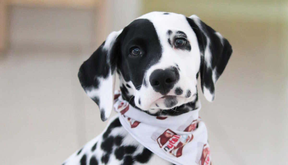 sanar Imbécil Dardos Dálmata con nariz en forma de corazón se entrena como perro de asistencia  para un niño con autismo | dalmata | Autismo | The Epoch Times en español