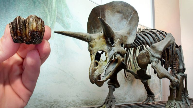 Cazadora de fósiles cree desenterrar “pezuña de ciervo” pero era un diente  de pariente del Triceratops | The Epoch Times en español